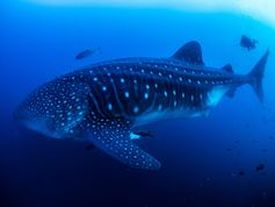 Picture of a whale shark